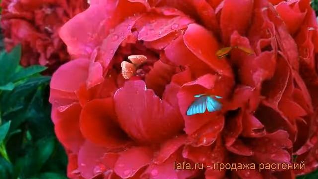 Пион травянистый Генри Бокстос (paeonia) ? обзор: как сажать, рассада пиона Генри Бокстос смотреть онлайн