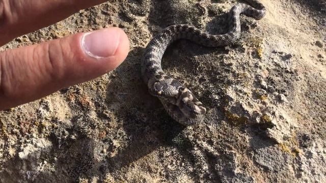 Кошачья змея (Cat snake). Красная книга России смотреть онлайн