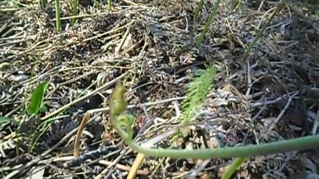 Папоротник орляк.Время заготовки. смотреть онлайн