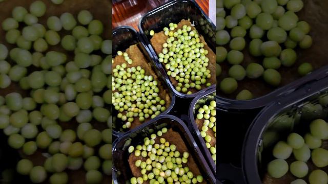 Зарабатываем на горохе. Как я выращиваю горох