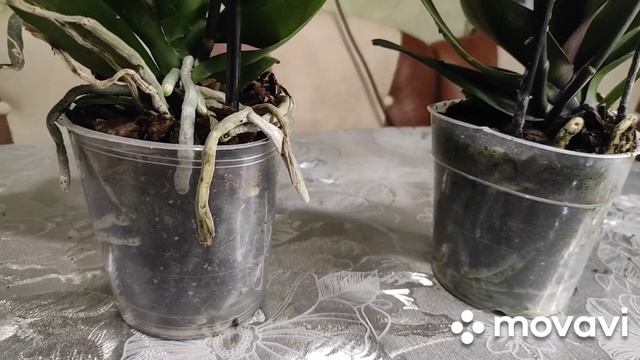 Как не лохонутся покупая орхидеи в группах в интернете. 😱😭 смотреть онлайн