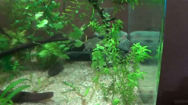 Acuario 355 litros modificado смотреть онлайн