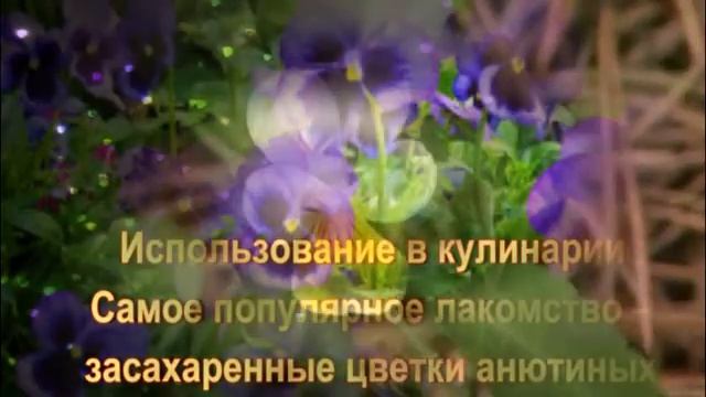 Анютины глазки. Легенды об анютиных глазках смотреть онлайн
