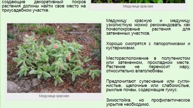 Медуница красная (Pulmonaria rubra). смотреть онлайн