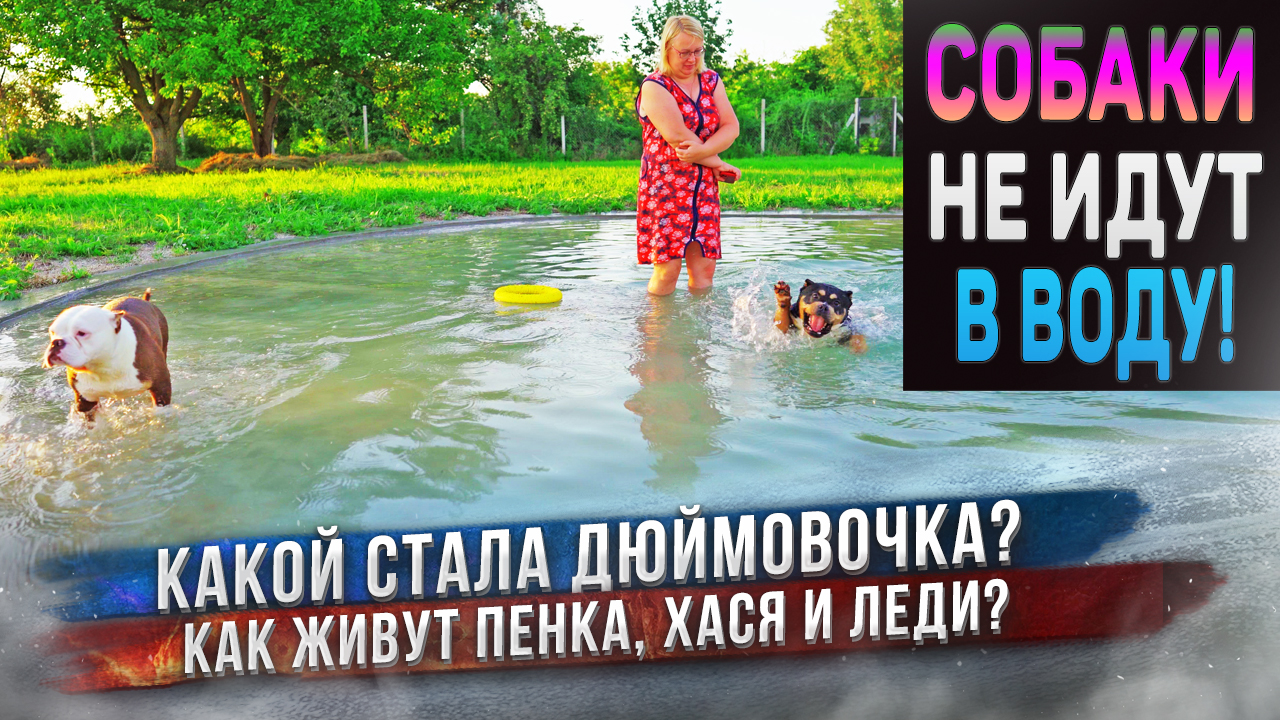 В одном видео сразу 10 собак всех наших пород! Булли, Бульдоги, Чихуахуа и другие ?? смотреть онлайн