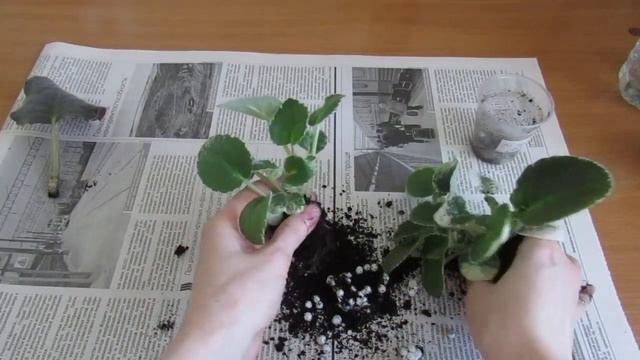ПОСЛЕ ТАКОГО У ДЕТОК ФИАЛКИ ПОЯВИТСЯ ЗЕЛЕНЫЙ ПИГМЕНТ!ПЕСТРОЛИСТНЫЕ ДЕТКИ! смотреть онлайн