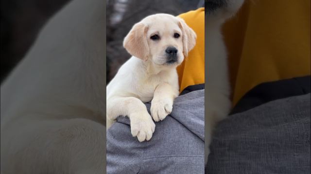 Такой у нас красивый мальчик свободен 👍 #лабрадор #собаки #щенки ❤️