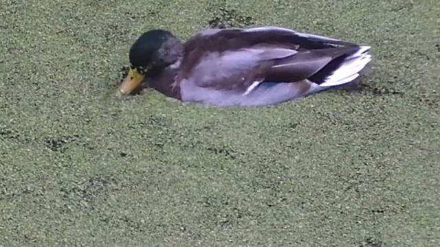 Садовая улица. Г. Пушкин (Петербург-Петербург) смотреть онлайн