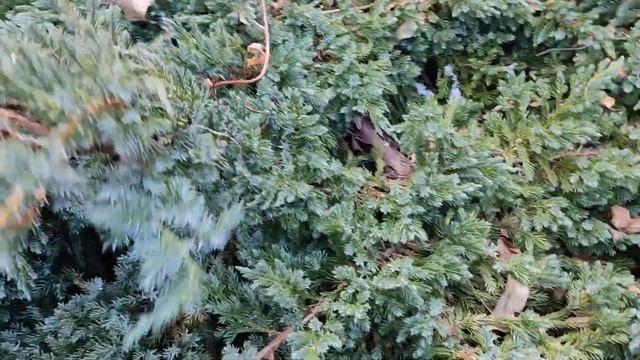 Ялівець лускатий Блю Карпет. Juniperus squamata Blue Carpet смотреть онлайн