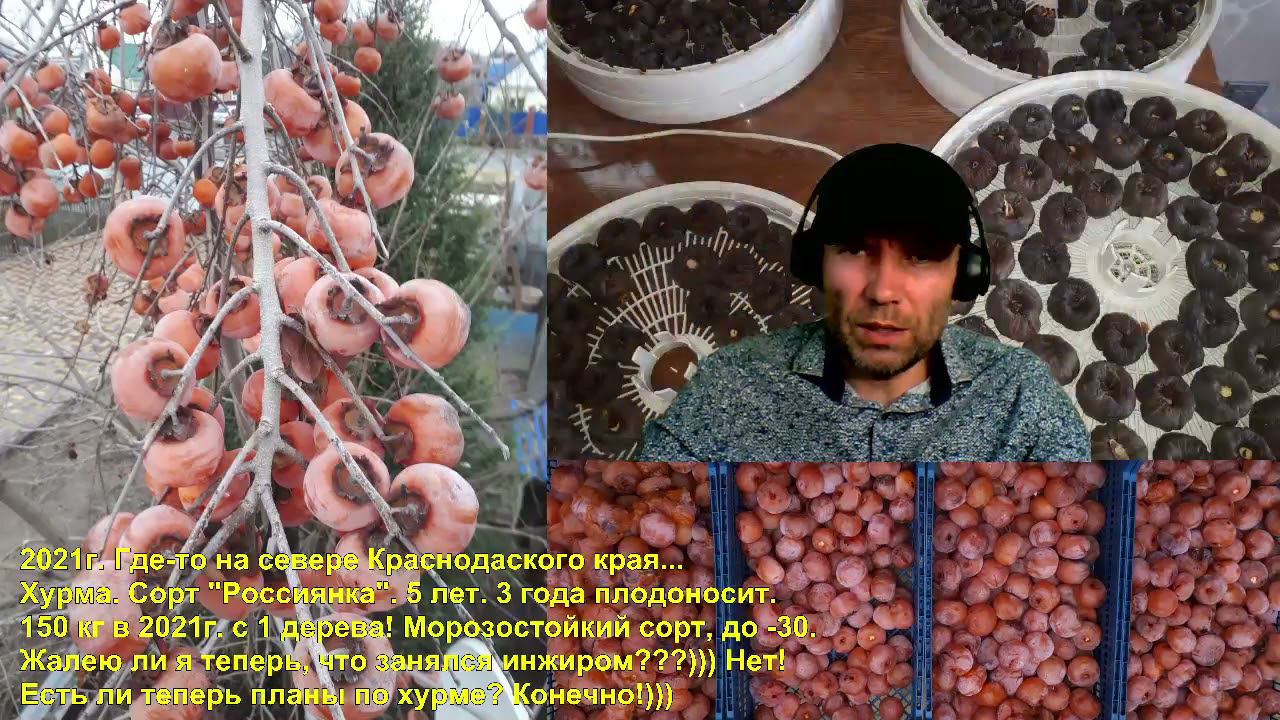 Хурма Россиянка. Морозостойкая хурма саженцы. Хурма сушеная. Хурма польза и вред. Хурма как растет.