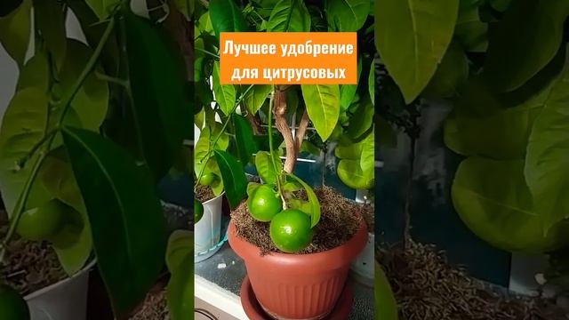 Лучшее удобрение для цитрусовых #цитрусовые #лимон #апельсин #мандарины #экзотика смотреть онлайн