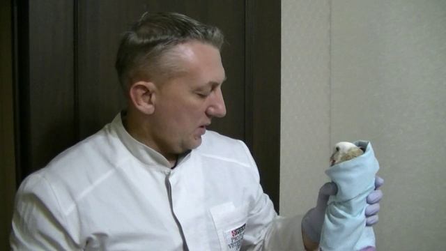 Лечение голубя найденного на улице. Часть 1-я. февраль 2023 смотреть онлайн