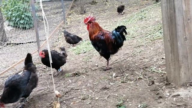 Чёрно медный маран в нашем хозяйстве. смотреть онлайн