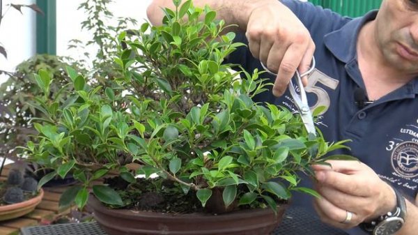 Ficus  (redistribuição de forças)