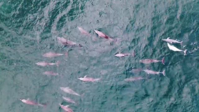 Stunning 4K Underwater Wonders - Relaxing Music | Coral Reefs, Fish & Colorful Sea Life смотреть онлайн