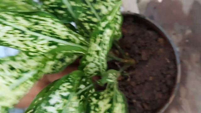 how to grow & repot AGLAONEMA | care tips for aglaonema +my monsoon purchase | STANDING WITH PLANTS смотреть онлайн