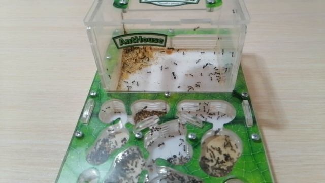 Генеральная уборка у муравьёв/// муравьи messor structor// мессор структор смотреть онлайн