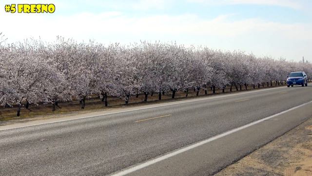 7 Best Almond Blossom Spots in California’s Central Valley смотреть онлайн