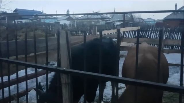 Осеменение коровы быком.(Красулю покрыли Смирным) смотреть онлайн