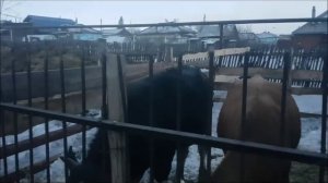 Осеменение коровы быком.(Красулю покрыли Смирным)