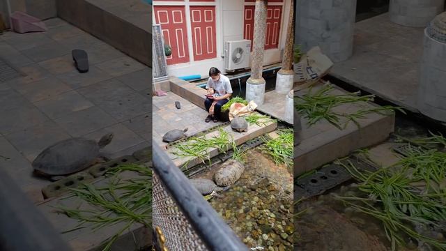 кормление черепах в храме Бангкока Wat Paknam Phasi Charoen смотреть онлайн