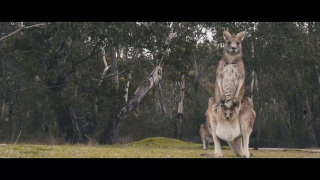 Световые Волны