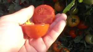 Урожайные томаты. Томат Андромеда F1.