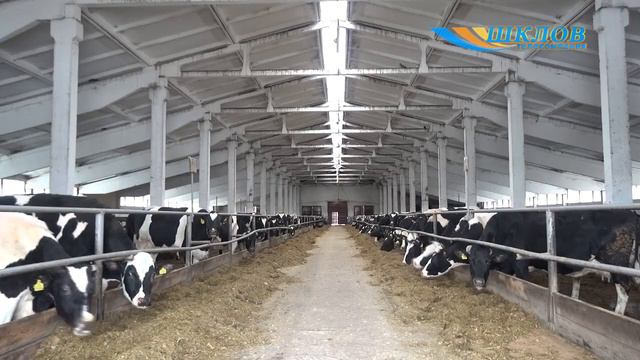 Дни животновода прошли в сельхозорганизациях Шкловщины смотреть онлайн