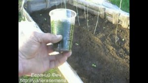 Посадка огурцо