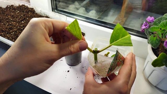 Как размножить крупнолистную гортензию( продолжение) #гортензия #гортензиякрупнолистная #хобби