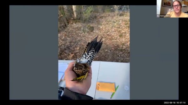 LEARN! Avian Research with Berkshire Bird Observatory