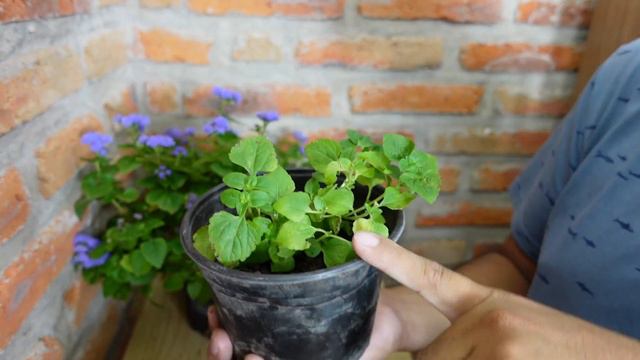 COMO REPRODUCIR LA PLANTA DAMASQUINA O AGERATUM /Paso a Paso смотреть онлайн