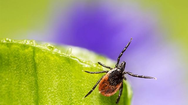 Ремонтная Мастерская