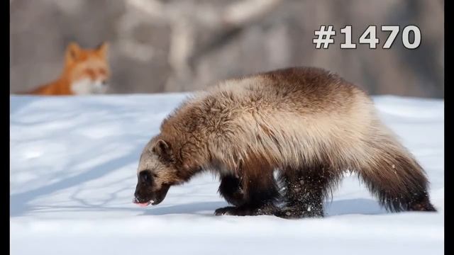 #1470. Росомахи (В мире животных) смотреть онлайн
