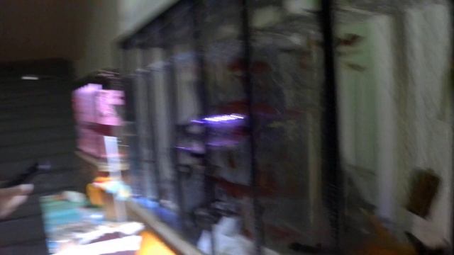 сходил на рынок город уфа 12 11 2023 аквариумные рыбки корма растения дешево.большой выбор всего смотреть онлайн