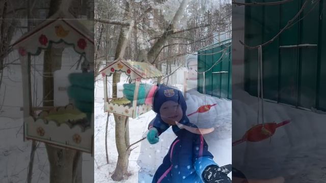 Акция "Покормите птиц зимой" МДОУ 15 Здание 2 смотреть онлайн