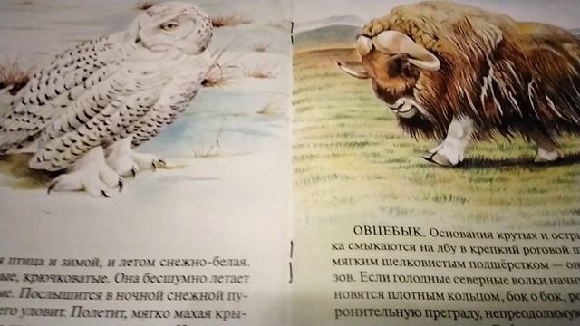 Кто живёт на Севере? ч.3.🦉А.С.Барков ( звук☝️)7.10. 2023 г. смотреть онлайн