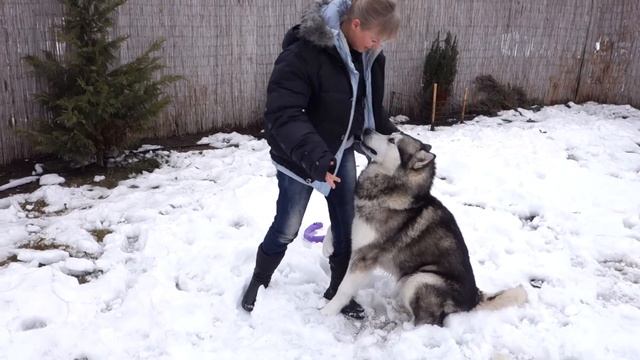 Malamute Flint. Огромный Маламут Флинт.Odessa.