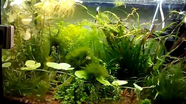 8 ватт светодиодов на 60 литров аквариума. смотреть онлайн