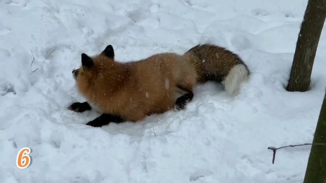 ЛИСЯО. Алиса - Лиса. Как спят лисы смотреть онлайн