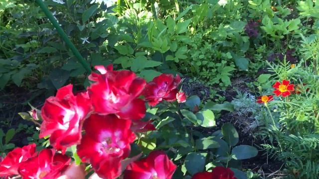 Роза-компаньон Патрик Пуавр Д’Авор. смотреть онлайн