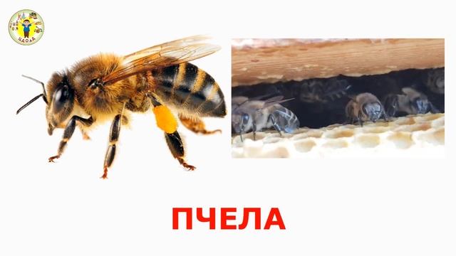 "Мастер-класс по технологии НОД". Ерушова О.М., педагог МУДО ЦДОдД Октябрьского района г. Саратова смотреть онлайн