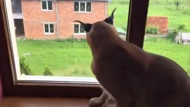Каракал Рикси на охоте. смотреть онлайн