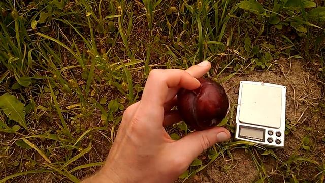 Слива Голливуд, Дофи Сандра, Блек Сплендор смотреть онлайн