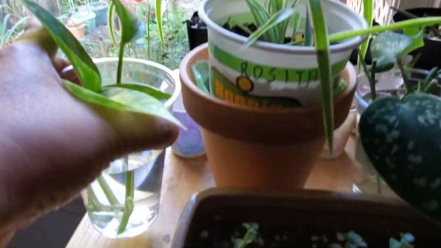 POTHOS Plant Care and Varieties (Epipremnum Aureum) l The Easiest Ornamental Plant to Grow смотреть онлайн