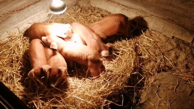 Поросята породы Дюрок после отъема / Поросята