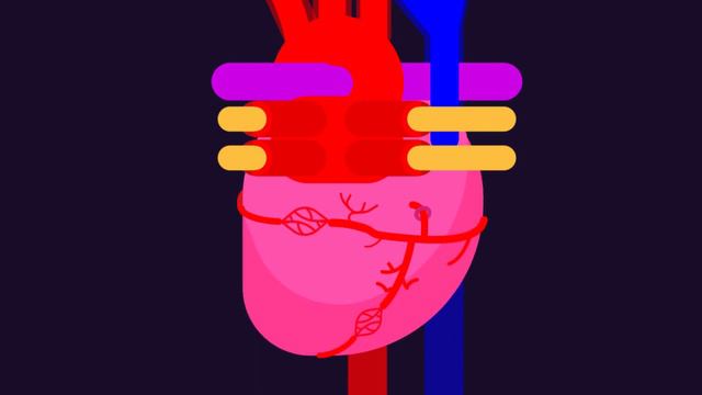 How The Heart Supplies Blood to Itself (Part 2) смотреть онлайн