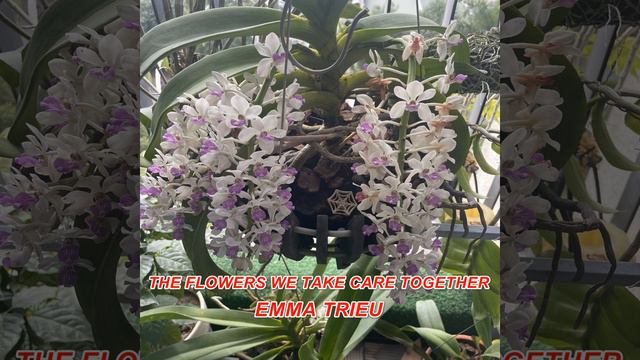 THE FLOWERS WE TAKE CARE TOGETHER смотреть онлайн