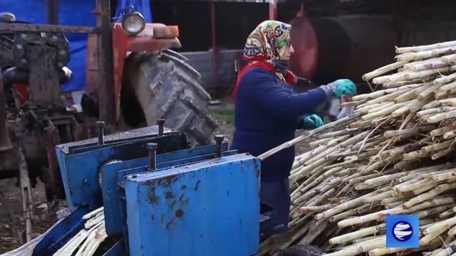Производство красного сахара из сахарного тростника в Каимшехре смотреть онлайн