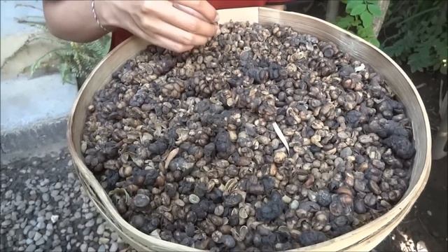 Кофе из Какашек. Как же его все-таки делают смотреть онлайн